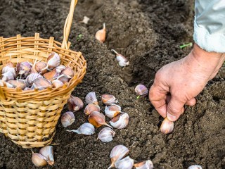 Чеснок не вымерзает и не болеет: проверенным способом посадки осенью поделилась агроном