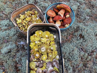 От лисичек до серушек: в луховицких лесах сохраняется грибное изобилие