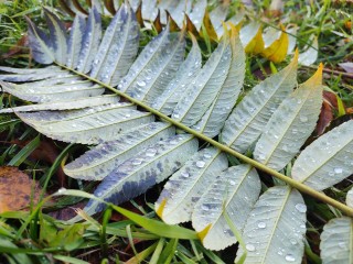 Только три теплых дня осталось в Подмосковье, а потом резкое похолодание до +2  и снег