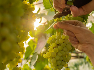 Зарайск может стать подмосковной Шампанью