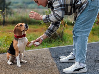 Открытое занятие с кинологами и дискотеки в парках: куда сходить 25 и 26 октября в Лобне
