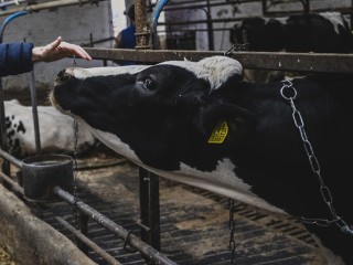 В округе строят высокотехнологичную ферму с экологичной переработкой навоза