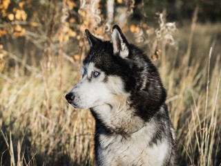 Кинолог назвала причину нападения домашней собаки на ребенка в Трехгорке