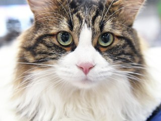 «Пушистый Хатико» поселился на остановке в Лыткарине