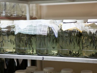 Как пиявки помогают врачам, узнали школьники из Лыткарина