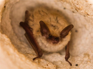 Летучие мыши пытаются перезимовать в квартирах жителей Лобни