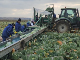 На полях в пойме Оки под Серпуховом убирают урожай капусты