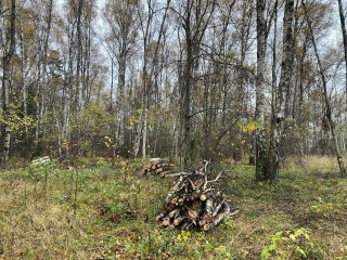Что скрывается за поленницами в подмосковных лесах: как уборка древесины спасает лесные экосистемы