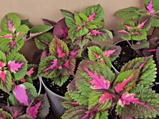 Зеленый класс: школьники из Егорьевска получили живые учебные пособия в подарок