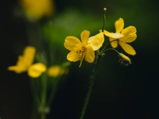 Почему опытные садоводы никогда не выбрасывают чистотел
