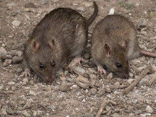 В парке Лизы Чайкиной провели дератизацию после жалоб на крыс