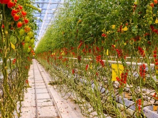 На «Золотой осени – 2025» Подмосковье представит уникальную цифровую платформу «Эковижн»