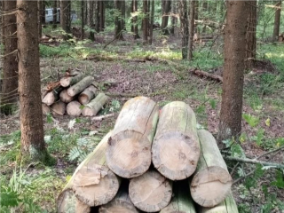 В Орехово-Зуеве продолжили оздоровление леса после пожаров и ветровалов