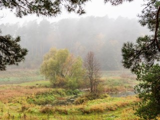 Видимость в Подмосковье ухудшится до 100-500 метров из-за тумана