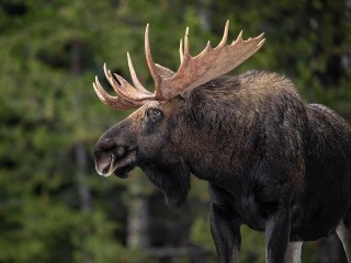 Автомобилист заметил двух лосей на загородной трассе