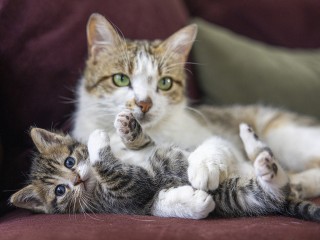 В Солнечногорске спасли кошку с котенком, найденных в завязанном пакете