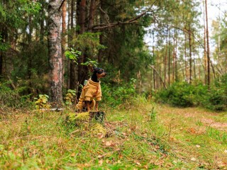 Любителей лесных прогулок призвали не будить ореховых сонь