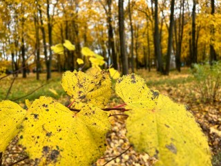 «Зима подождет»: Вильфанд сообщил о продлении бабьего лета в ноябре