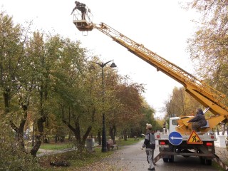 Агрономы рассказали, как «лечат» 60-летние яблони на набережной Дубны