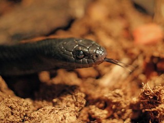 Что грозит подростку из Подмосковья и его родителям за разведение в квартире ядовитых змей