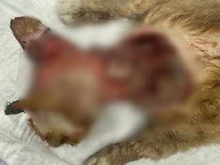 В микрорайоне Северный дети подожгли кота, животное спасают волонтеры