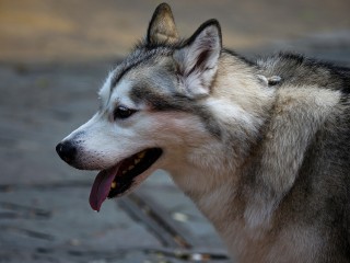 Появились подробности нападения маламута на младенца в Трехгорке