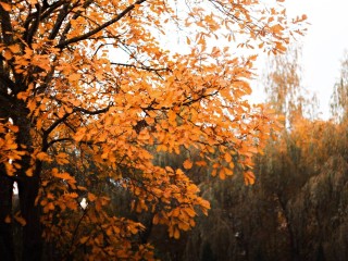 Жителей пригласили на осенние игры и лекции в парке