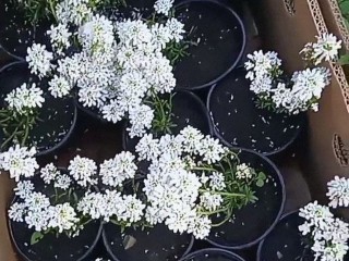 Какие цветы сажать в зиму: белоснежные многолетники-хамелеоны расцветут в начале мая