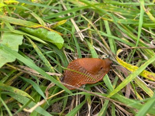 Суровые слизни стали морозоустойчивыми в Снегирях