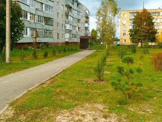 В Ильинском Погосте на дворовой территории высадили можжевельники