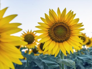 Подсолнечник из уникальных климатических камер представила щелковская компания на агровыставке