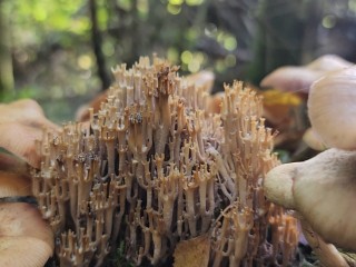 «Кораллы» выросли среди деревьев в лесу под Истрой