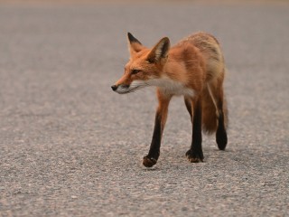 Жители ЖК «Молжаниново» встретили рыжую гостью на парковке