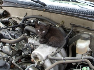 Автолюбителей Солнечногорска призвали проверять капот перед поездкой