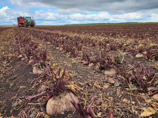Агрофирма из Дмитрова решила перейти на отечественные семена овощей и картофеля