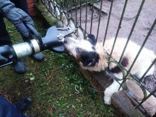 Спасатели во второй раз вызволили алабая, застрявшего головой в решетке забора в Можайске