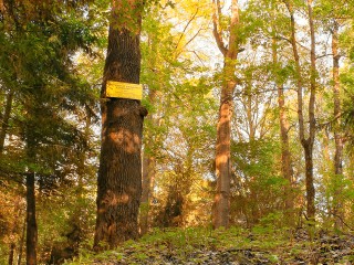 В Одинцовском парке проведут необычный краеведческий поход для всей семьи