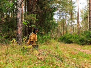 Синоптики назвали дату возвращения осеннего тепла в Подмосковье