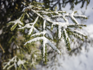 Когда придет настоящая зима: ученый МФТИ рассказал, чего ждать от погоды в ноябре и декабре