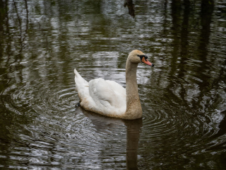 Чем, если не хлебом, кормить уток и лебедей в парке Победы