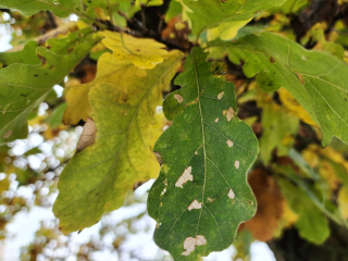 «Ривьеру» озеленили: общественные активисты посадили 30 могучих дубов в Москворецком парке