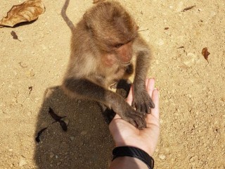 Любознательную туристку после укуса тайской обезьяны спасли раменские врачи