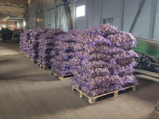 Аграрии Луховиц собрали рекордный урожай картофеля