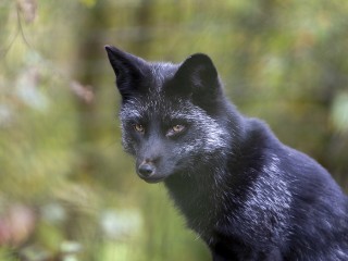 Редкую чернобурую лисицу обнаружили на дачах под Одинцовым