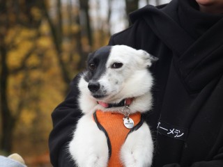 Жители Поварова бесплатно вакцинировали и чипировали своих животных