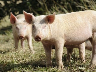 Специалисты Минсельхозпрода региона ищут владельца свиней, гуляющий по поселку Коренево