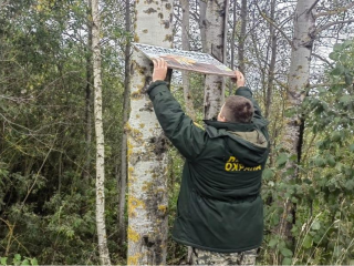 Мособллес массово демонтирует рекламные щиты в лесах МО