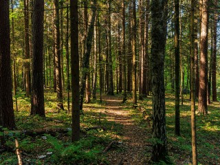 В лесах под Кубинкой был замечен еще один медведь