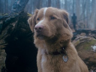 «Глазами пса»: мнение о самом необычном фильме ужасов последнего времени