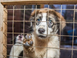 В Одинцове устроят праздник для животных и их будущих хозяев